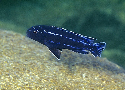 Pseudotropheus interruptus 'Chizumulu Island'